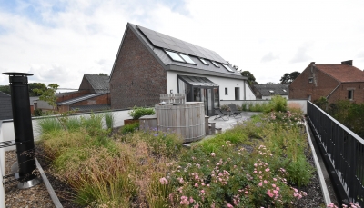 Installer une toiture végétale en Belgique pour gérer les eaux pluviales